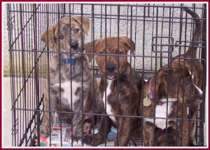 Images Puppy Mills Mill Facts