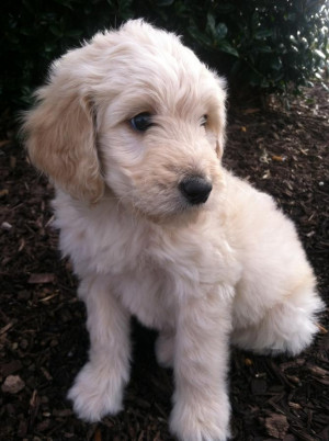 F1 Mini Goldendoodle Puppies