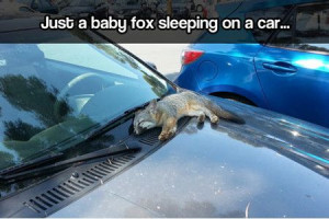 Funniest_Memes_just-a-baby-fox-sleeping-on-a-car_11198.jpeg
