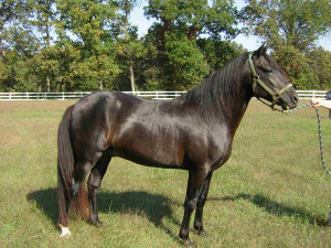 Black Stallion Mature Over