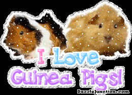 Animal Lovers I Love Guinea Pigs quote