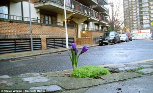 pothole filled with vibrant purple tulips