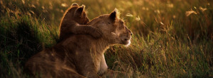 African Lion Facebook Cover