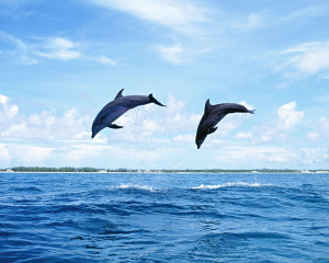 ... wallpapers of dolphins.All the wallpapers are in resolution 1280 X