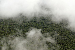 Amazon Rainforest aerial photo