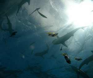 Related Pictures underwater hunter shark wallpapers