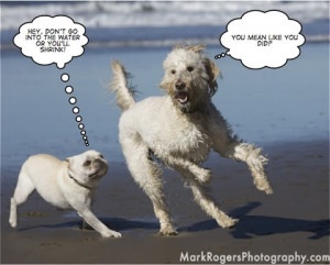 Australian Pure Bred Dog Forums - Dogz Online: French Bulldog Thread ...
