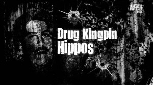 Drug Kingpin Hippos x264 HDTV