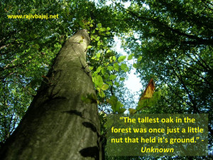 The tallest oak in the forest was once just a little nut that held it ...