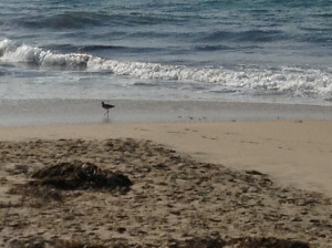 beach bird