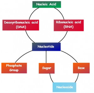 nucleic-acid-types.JPG