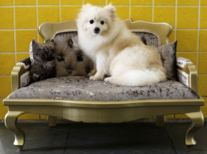 Happy National Pet Day 2014: Here are some fun facts about the day and ...