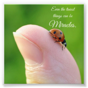 Ladybug Tiny Miracles Quote Square Photo Print