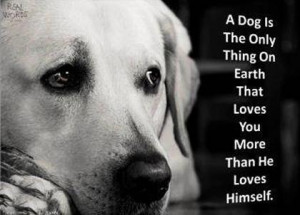 Heartful messages, truths, wonderful truths, Good sayings, about dogs ...