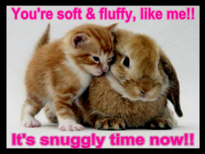 Animal Quotes: Funny Quotes And Sayings With Picture Of The Cat ...