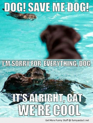 dog saving cat swimming pool sorry animals funny pics pictures pic ...