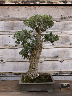 Cork Oak Bonsai