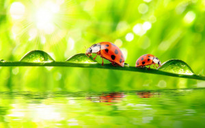 Attachment for Beautiful Ladybugs Macro Photography High Resolution ...