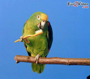 Parrot bird funny like a boss which is very hilarious and this funny ...