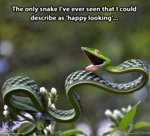 Happy looking snake…