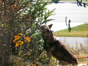 Kodiak wants to know why his favorite blueberry bush has no more ...