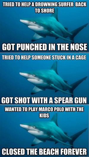 funny sharks