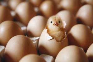 Baby Chick Hatching Eggs