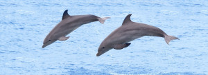 Dolphin Ecology & Conservation