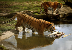 Khrushchev reminds me of the tiger hunter who has picked a place on ...