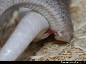 Back > Gallery For > Hypo Pewter Corn Snake