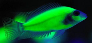 glow fish freshwater | ... Glow In The Dark Cichlids? - Fresh Water ...