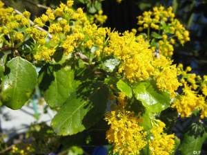 ... dialogue pygmalion eliza and higgins relationship pygmalion effect vs