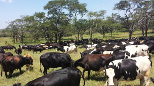 Farmer writes: Kenya most interesting country I visited on my Nuffield ...