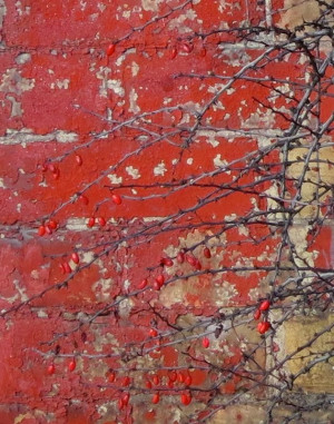 Berries, Thorns & Paint - Dundas in December