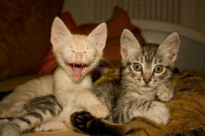 Foto de gatos engraçados