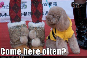 Funny Image Collection