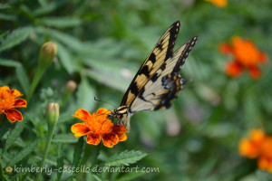 Photo Friday Butterfly And Marigolds