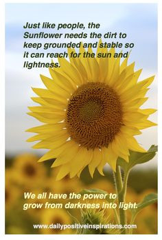 The theme of my site is sunflowers - they symbolize growth and beauty ...