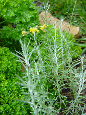 Other Herb Varieties Stevia Plants Pantry Garden Herbs
