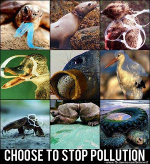 Please don’t throw your plastic trash in the oceans or beaches. You ...