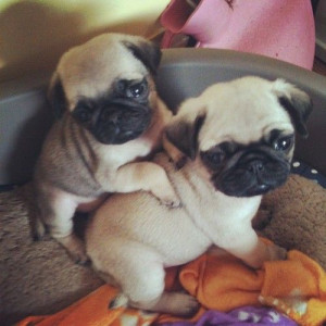 cuddle pugs. oh my goodness. actually the cutest little nuggets i have ...