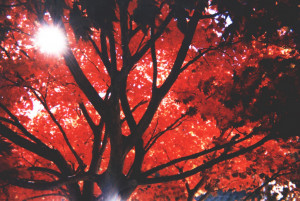 Quotes About Happiness Autumn Sunshine