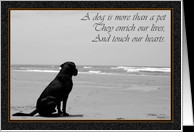 Reflective, Death of a Dog Sympathy Card - Product #384449