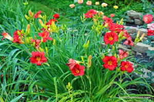 EARLY BIRD CARDINAL (taken on 6/15)--This is always our FIRST DayLily ...