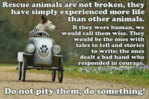 Rescue Animals...