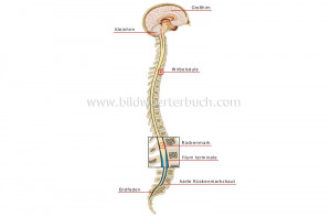 nervous system central nervous system image bildw rterbuch