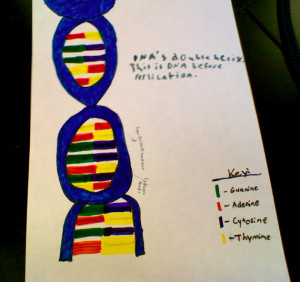 the first stage of DNA replication