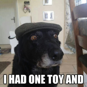 Old Dog Meme Vents On Today’s Puppies Being Addicted To Fancy Toys