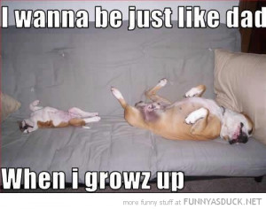 dog puppy animal lying sleeping couch just like dad grow up funny pics ...