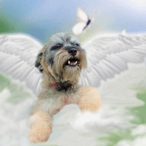 Schnoodle now an Angel, a male Miniature Schnauzer/Miniature Poodle